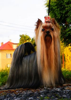 Dog Photo