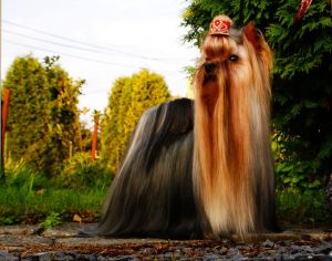 Dog Photo