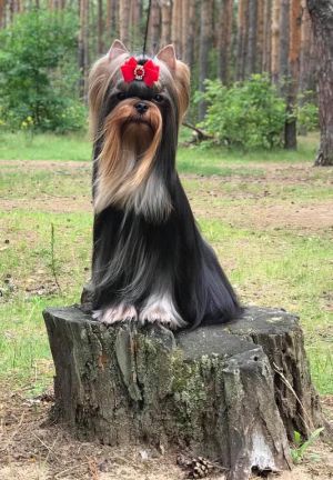 Dog Photo