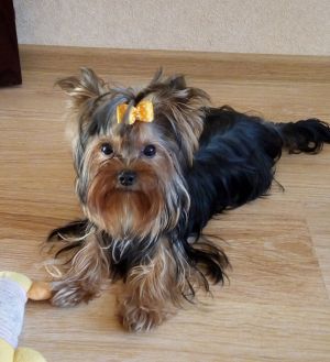 Dog Photo