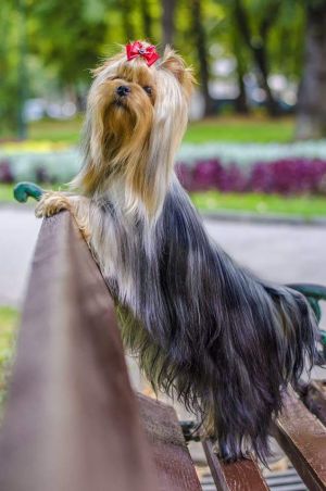Dog Photo