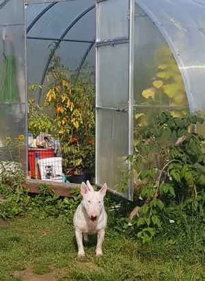 Dog Photo