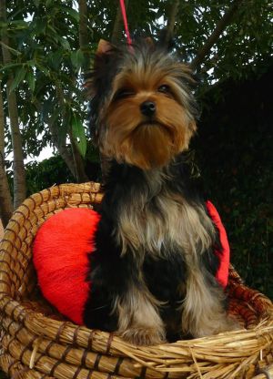 Dog Photo