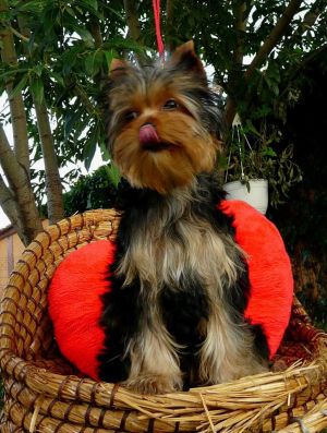 Dog Photo
