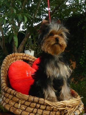 Dog Photo