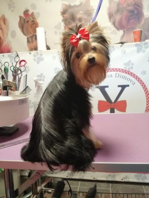 Dog Photo