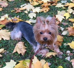 Dog Photo