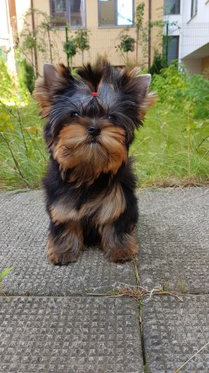 Dog Photo