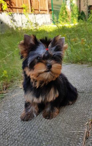 Dog Photo