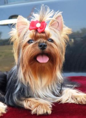 Dog Photo