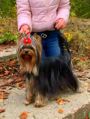 Dog Photo