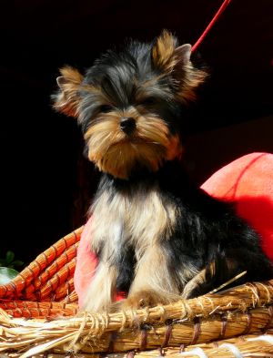 Dog Photo