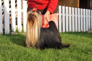 Dog Photo