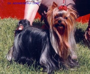 Dog Photo