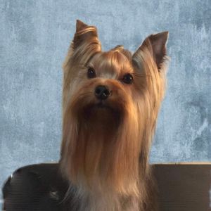Dog Photo