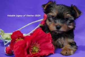 VALUABLE LEGACY OF VINNITSA ODIN