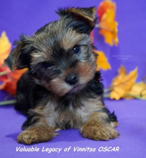 VALUABLE LEGACY OF VINNITSA OSCAR