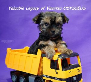 VALUABLE LEGACY OF VINNITSA ODYSSEUS