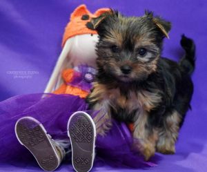 VALUABLE LEGACY OF VINNITSA OPHELIA