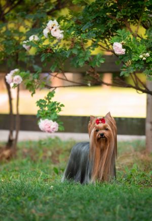 Dog Photo