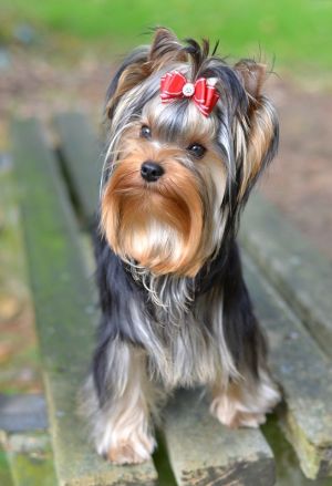 Dog Photo