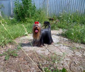 Dog Photo