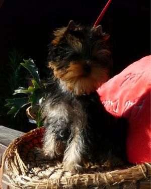 Dog Photo