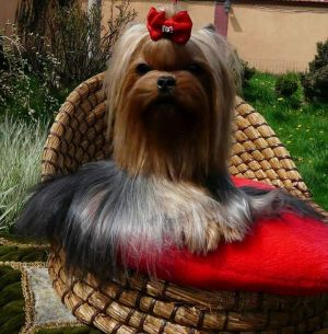 Dog Photo