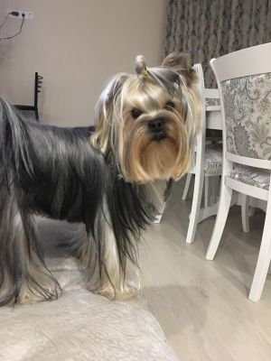 Dog Photo