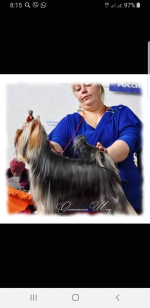 Dog Photo