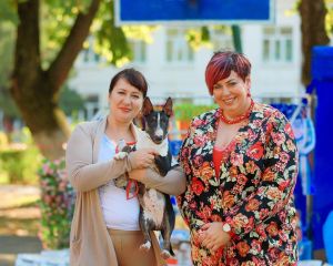 Dog Photo