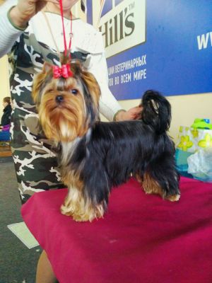 Dog Photo