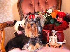 Dog Photo