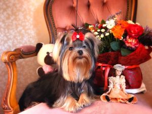 Dog Photo