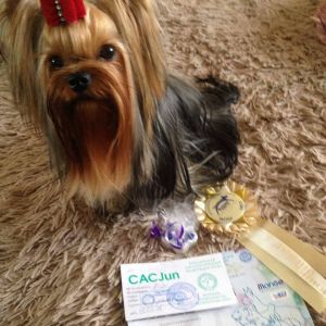 Dog Photo