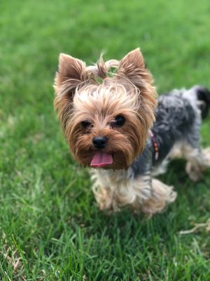 Dog Photo