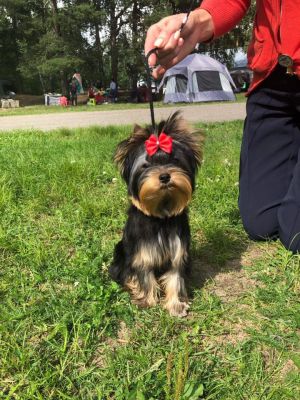 Dog Photo