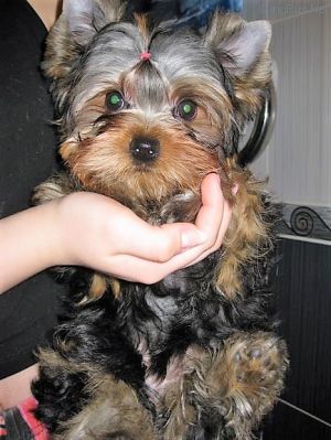 Dog Photo