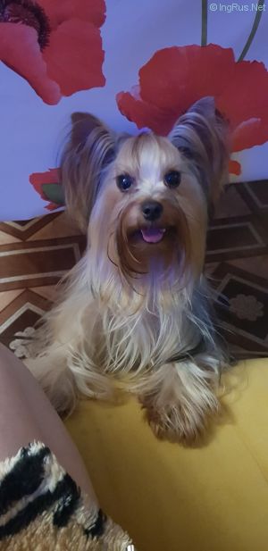 Dog Photo