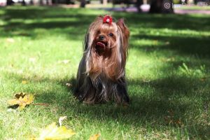 Dog Photo