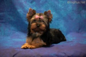 VALUABLE LEGACY OF VINNITSA ODRI