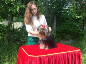 Dog Photo