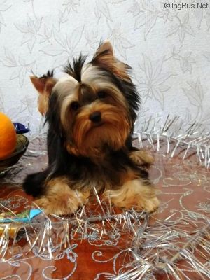 Dog Photo