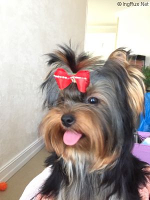 Dog Photo