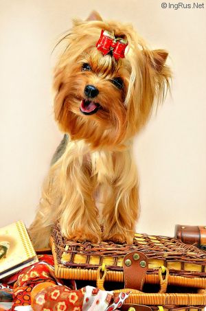 Dog Photo