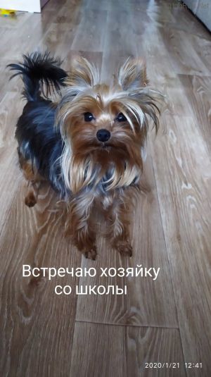 Dog Photo