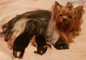 Dog Photo