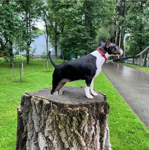 Dog Photo