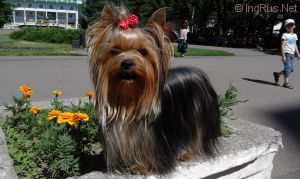 Dog Photo