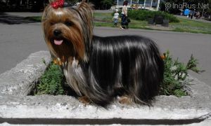 Dog Photo